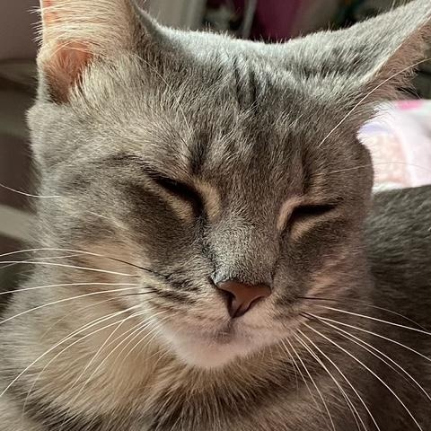 Gracie, an adoptable Domestic Short Hair in Johnson City, TN image 2/3