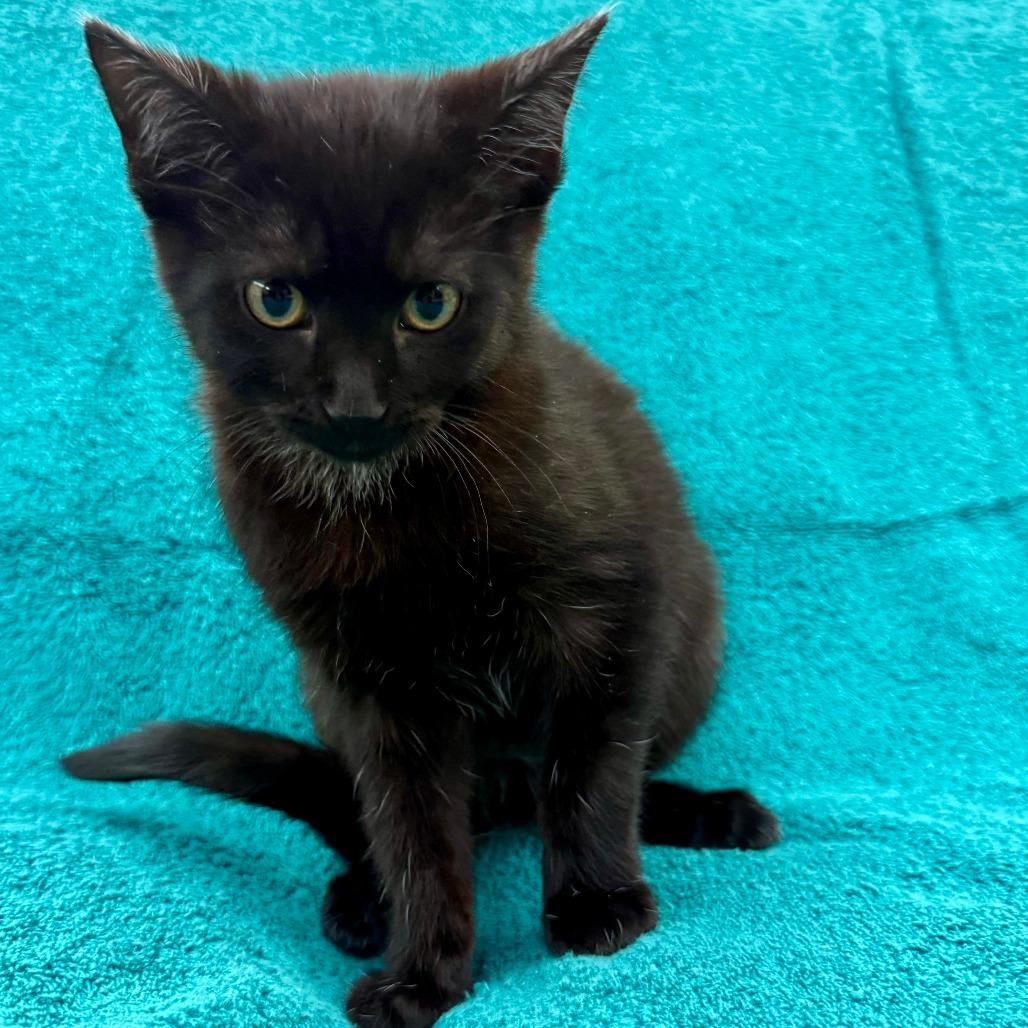 Beanie, Adoptable, Kitten Female Domestic Short Hair.