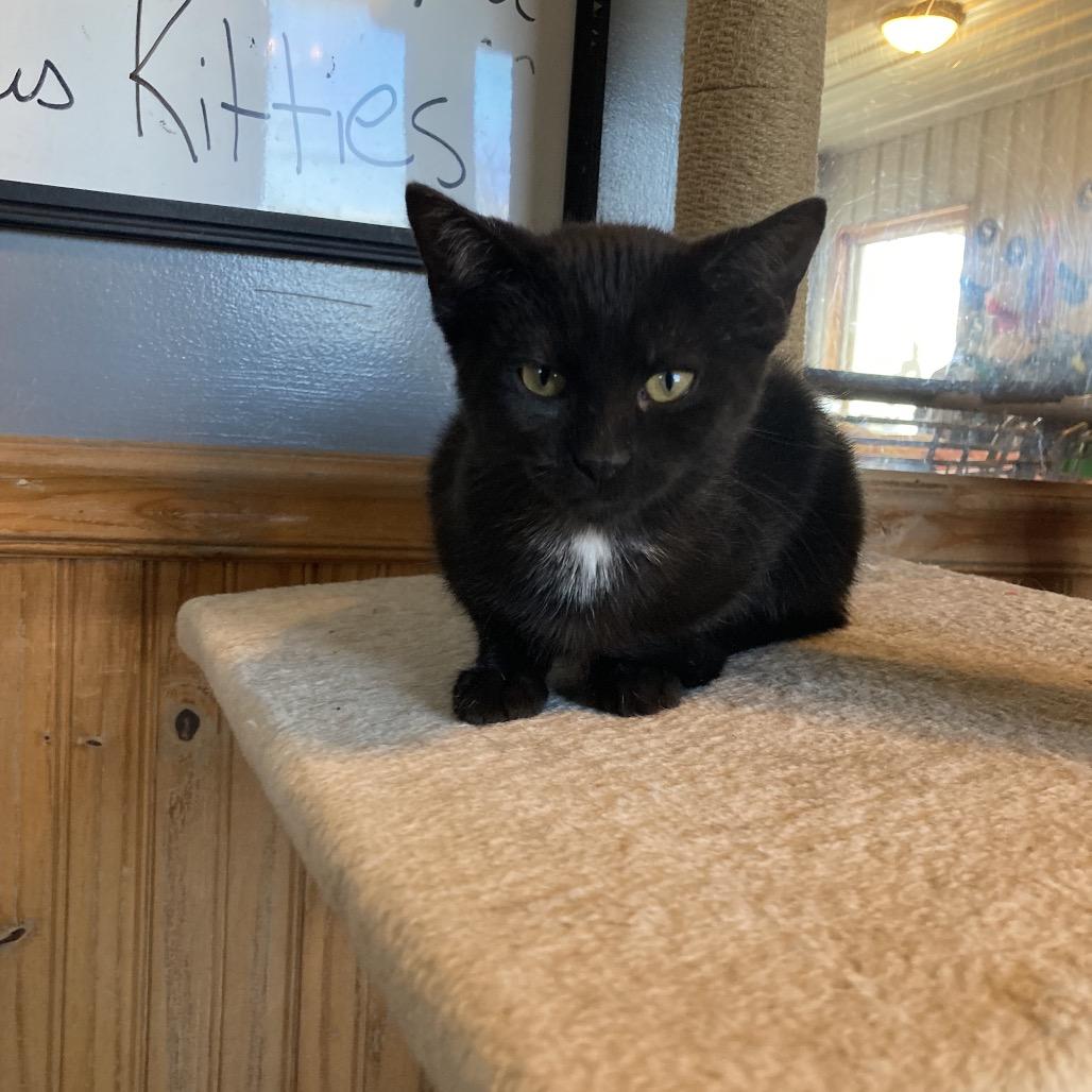 Beanie, Adoptable, Kitten Female Domestic Short Hair.