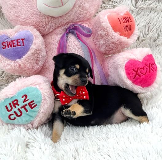 Enlarge Blizzard, an adopted Chihuahua in Southport, CT image 2/5