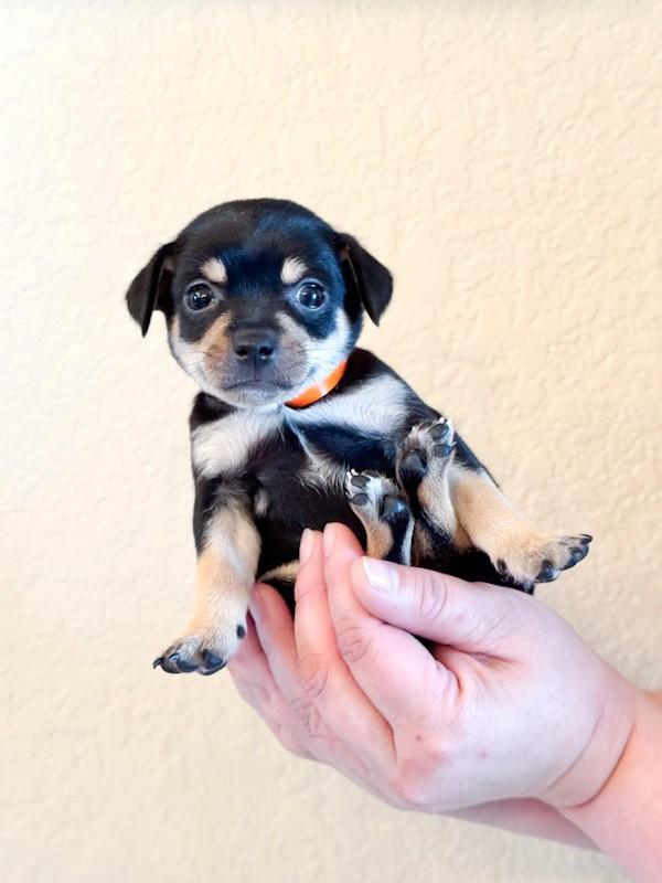 Enlarge Blizzard, an adopted Chihuahua in Southport, CT image 3/5