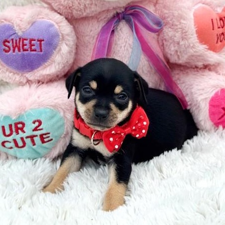 Enlarge Blizzard, an adopted Chihuahua in Southport, CT image 1/5