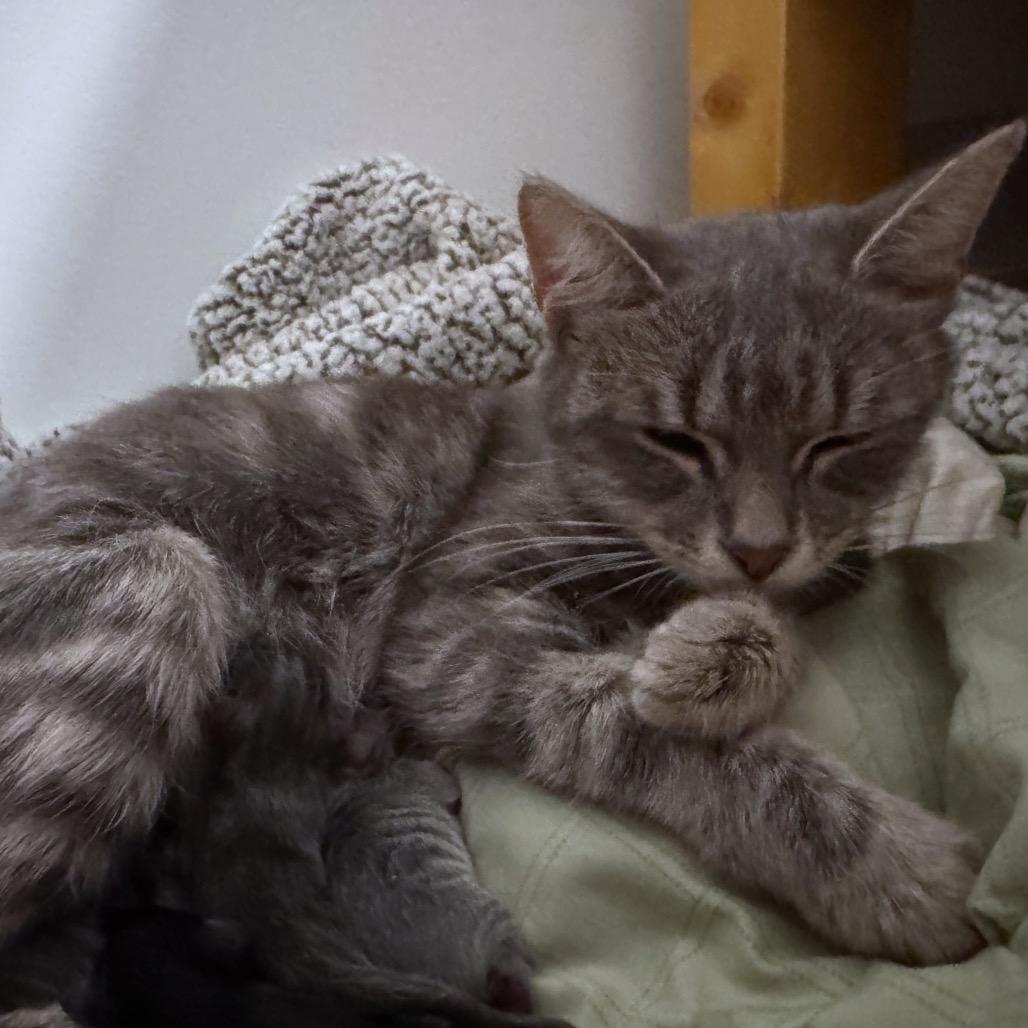 Mama Gummybear, Adoptable, Adult Female Domestic Short Hair.