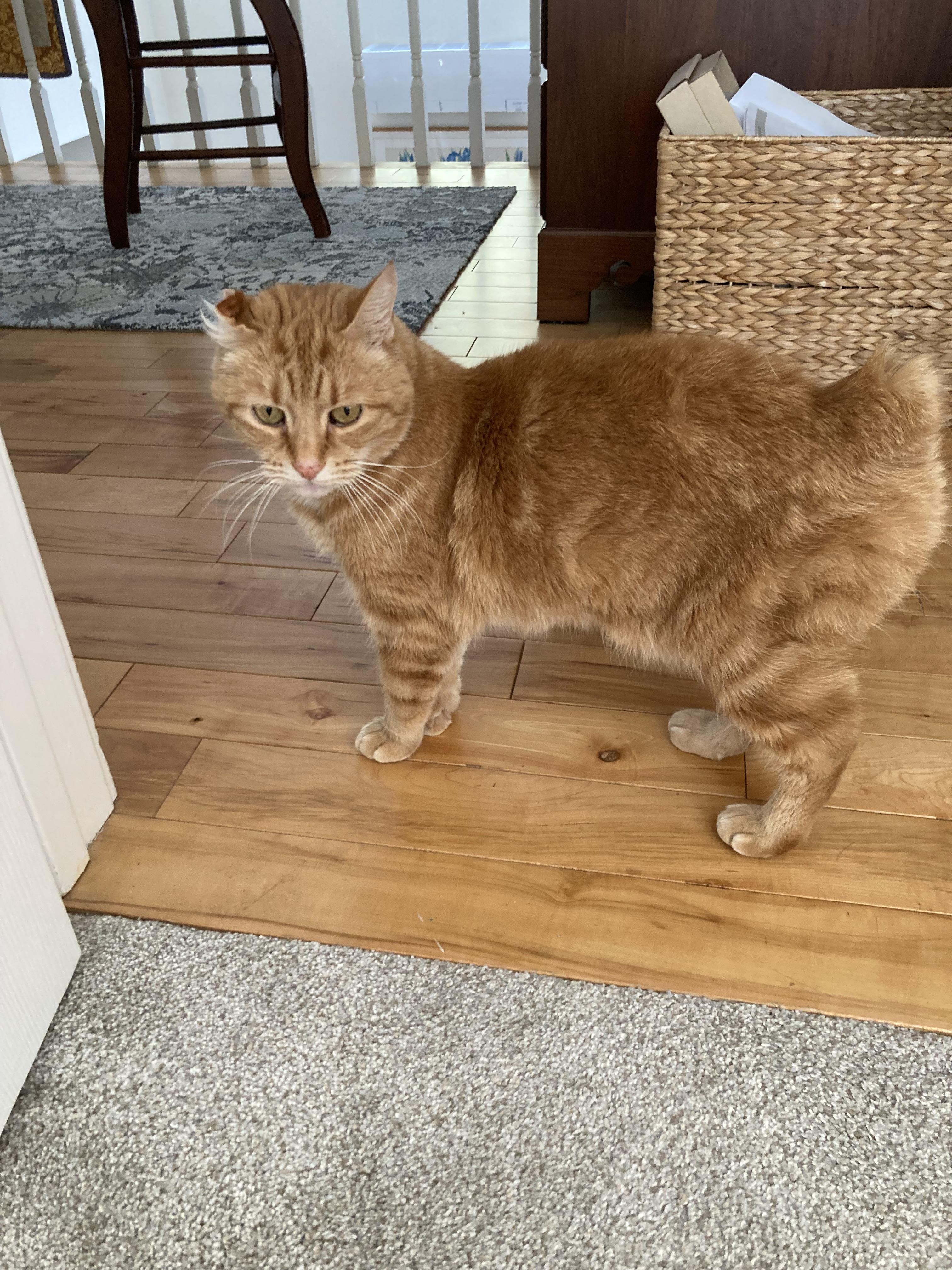 Rhoda, Adoptable, Senior Female Domestic Short Hair.