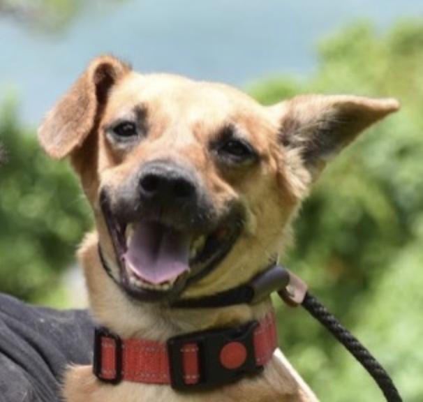 Cyrique, ADOPTABLE, Adult Male Terrier.