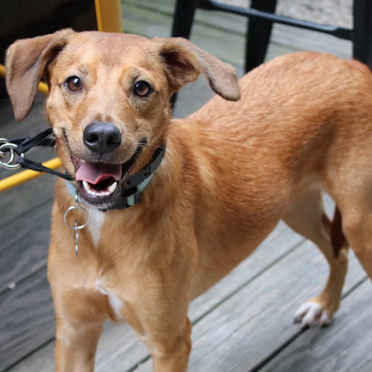 Enlarge Cyrique, a Adoptable Terrier in Brooklyn, NY image 4/6