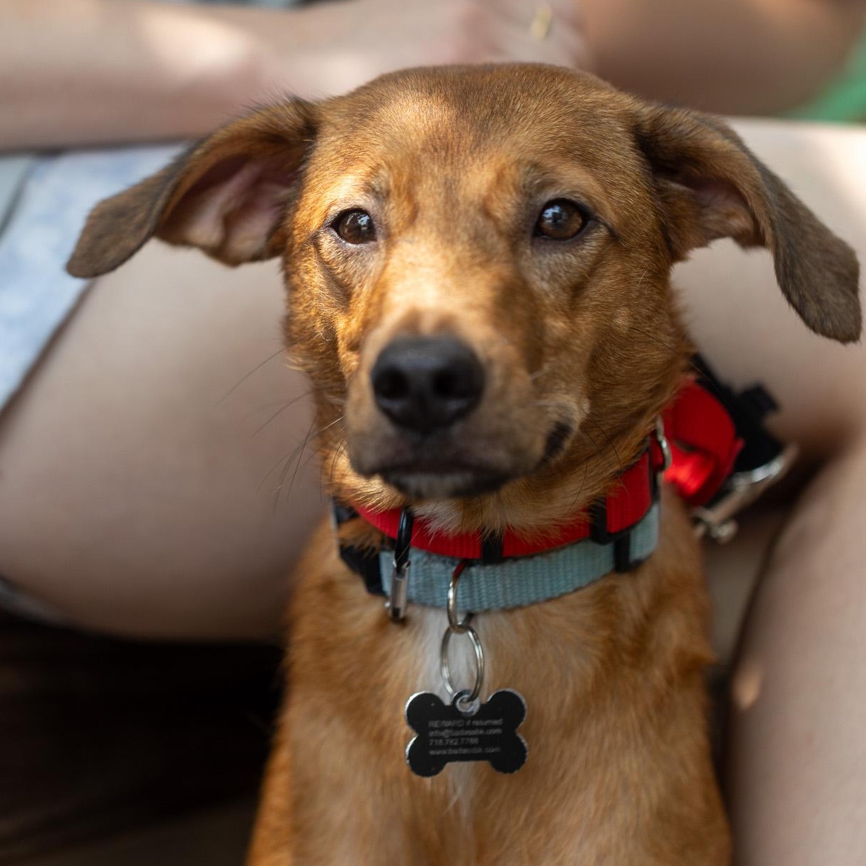 Enlarge Cyrique, a Adoptable Terrier in Brooklyn, NY image 3/6