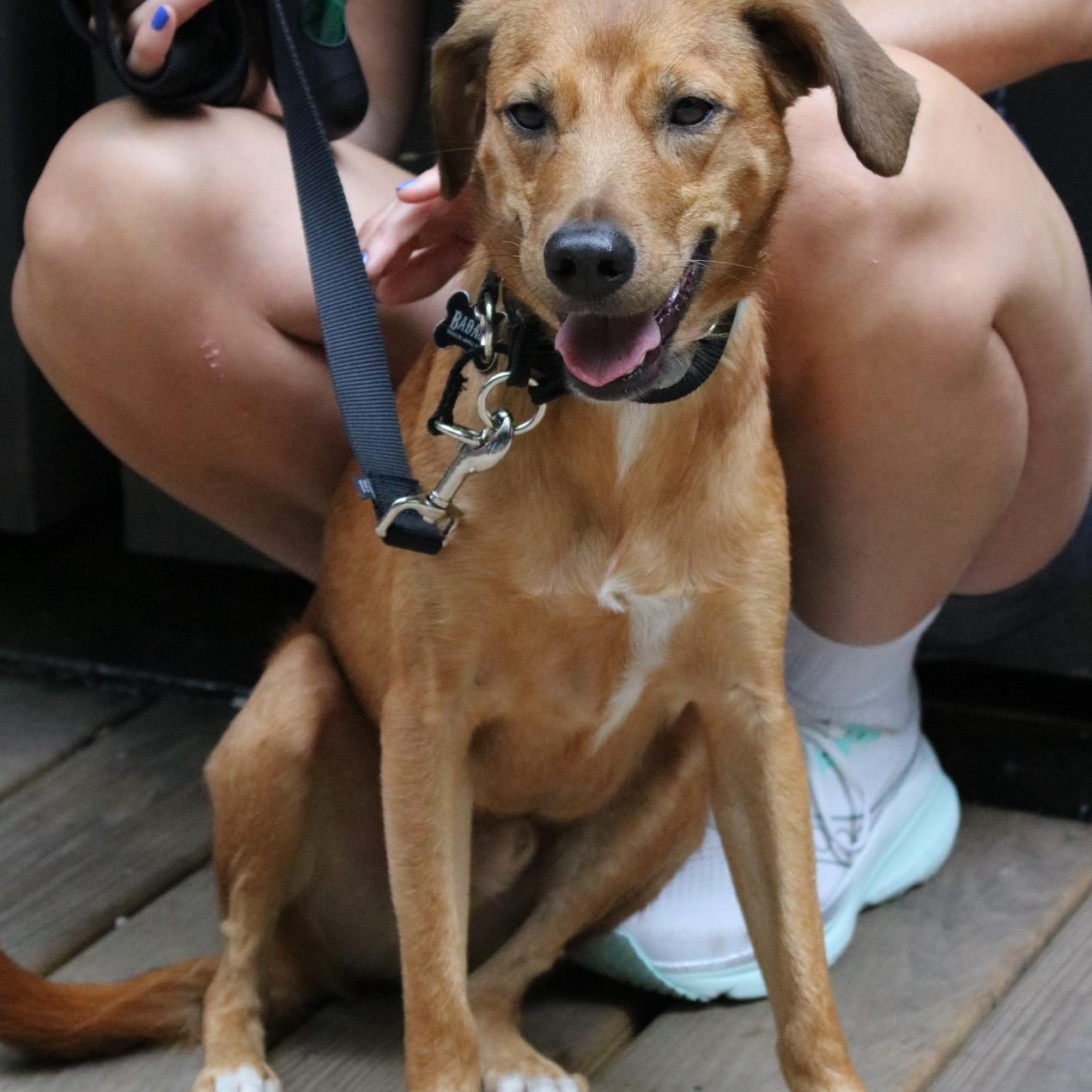 Enlarge Cyrique, a Adoptable Terrier in Brooklyn, NY image 2/6