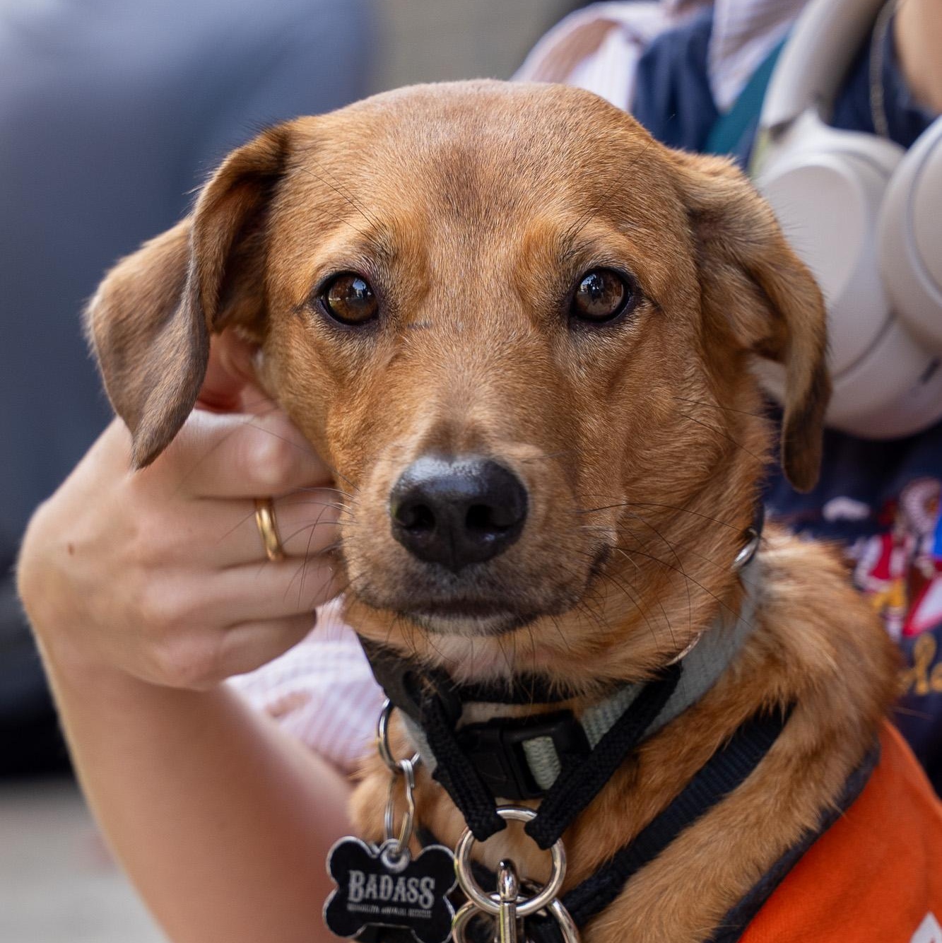 Enlarge Cyrique, a Adoptable Terrier in Brooklyn, NY image 6/6