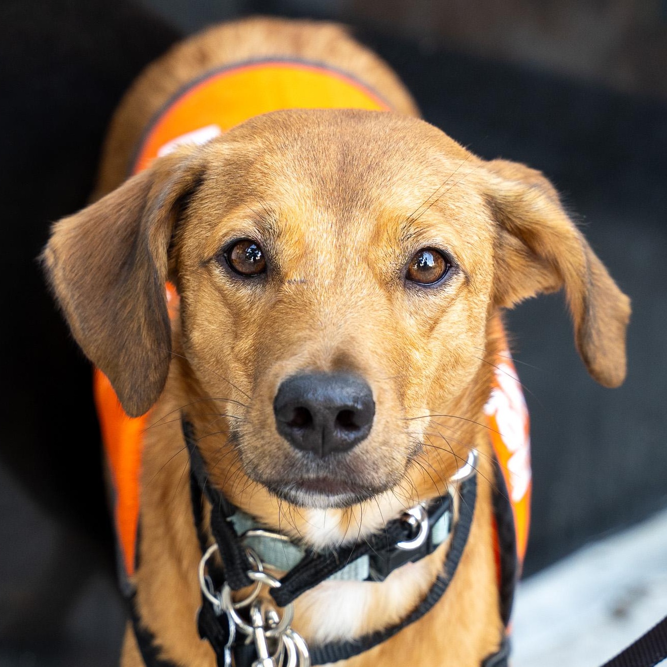 Cyrique, Adoptable, Adult Male Terrier.