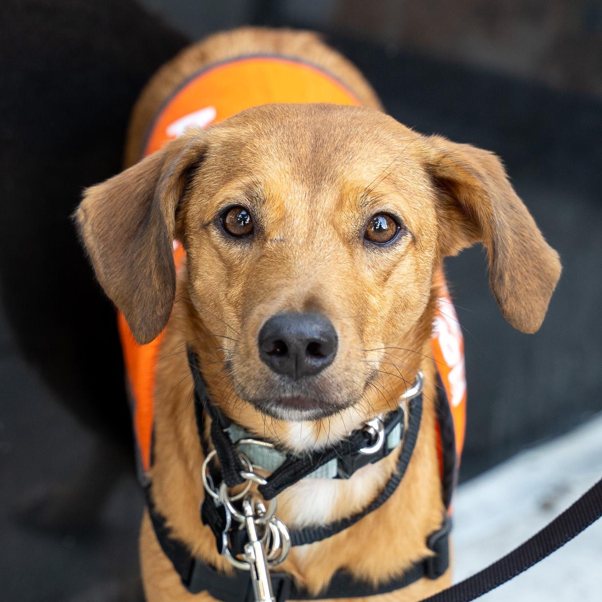 Enlarge Cyrique, a Adoptable Terrier in Brooklyn, NY image 5/6