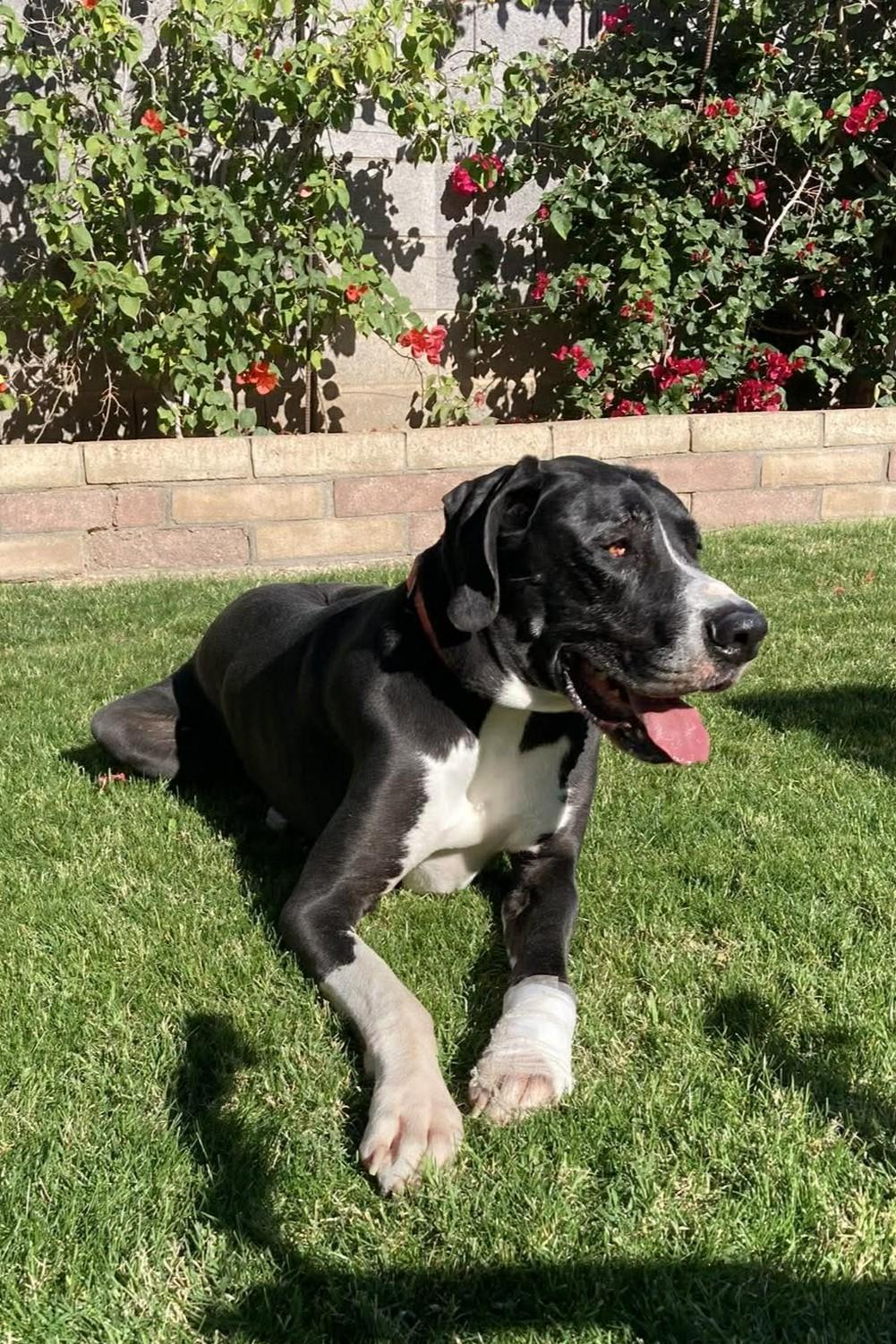 Enlarge Yuma, a Adoptable Great Dane in Mesa, AZ image 1/1
