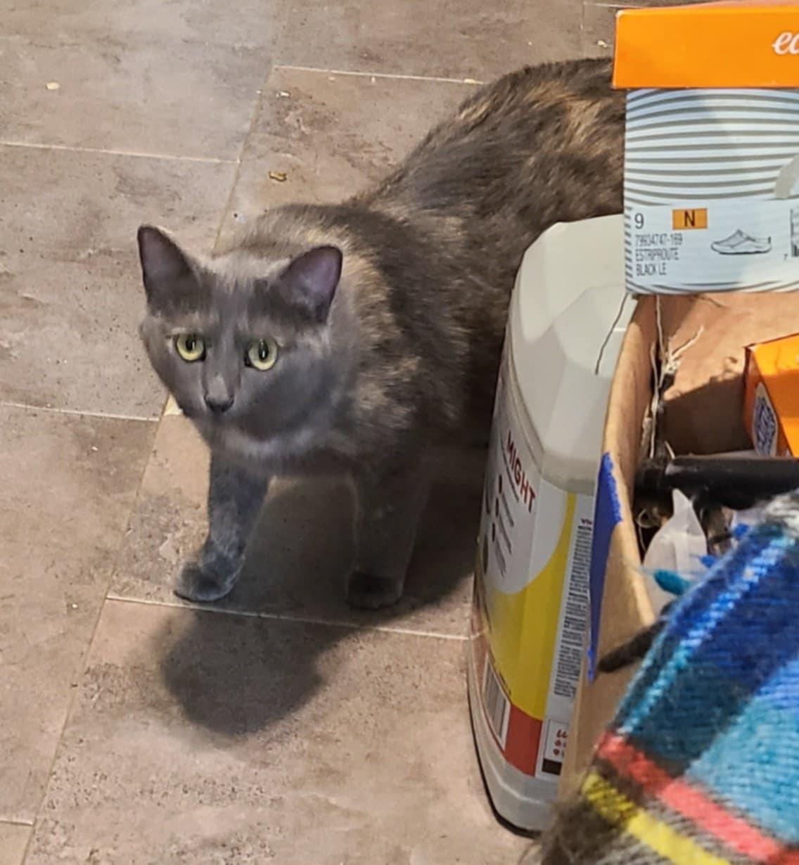 Lillie, a Adoptable Dilute Tortoiseshell in Waynetown, IN image 1/4