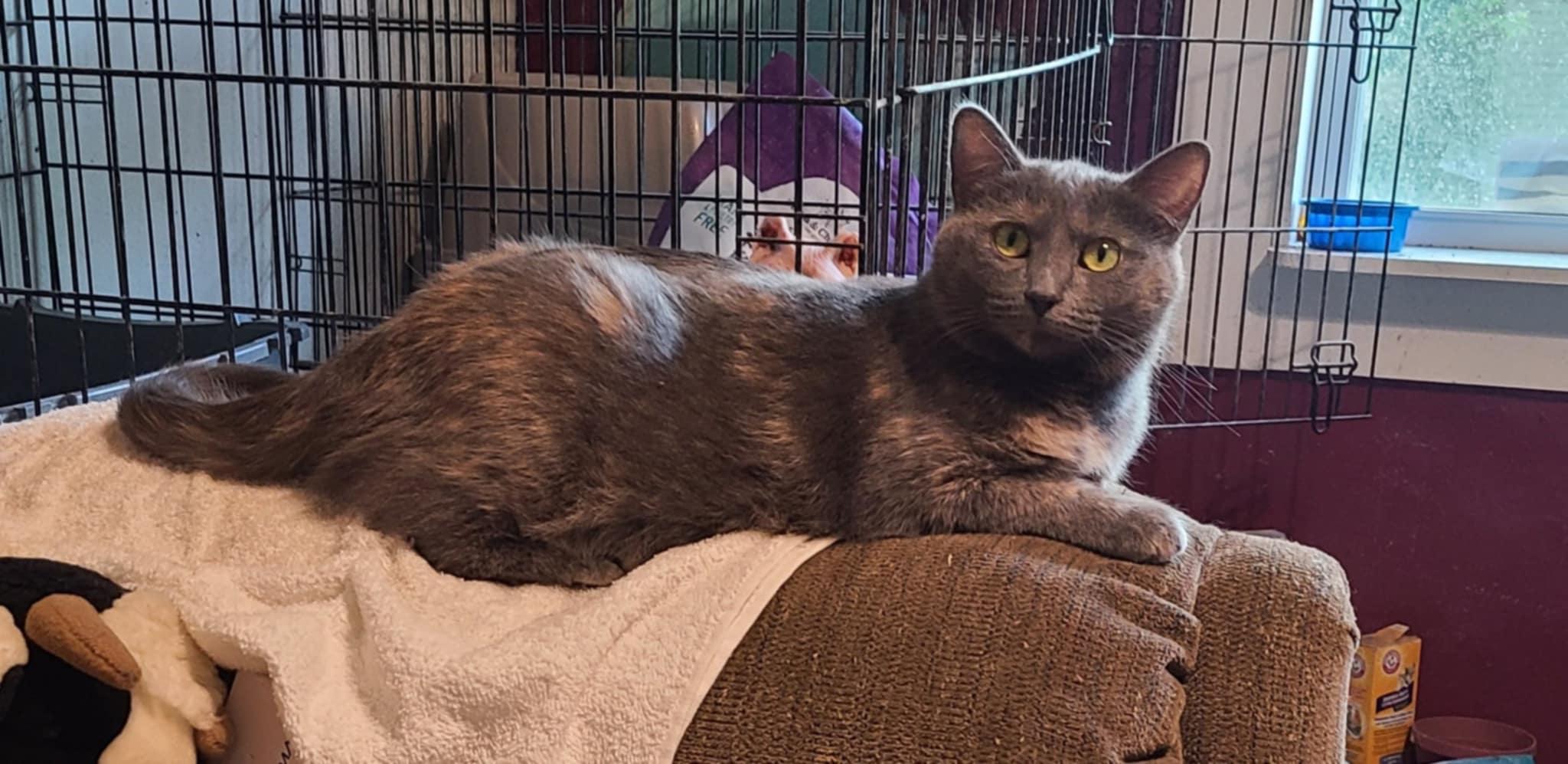 Lillie, a Adoptable Dilute Tortoiseshell in Waynetown, IN image 2/4