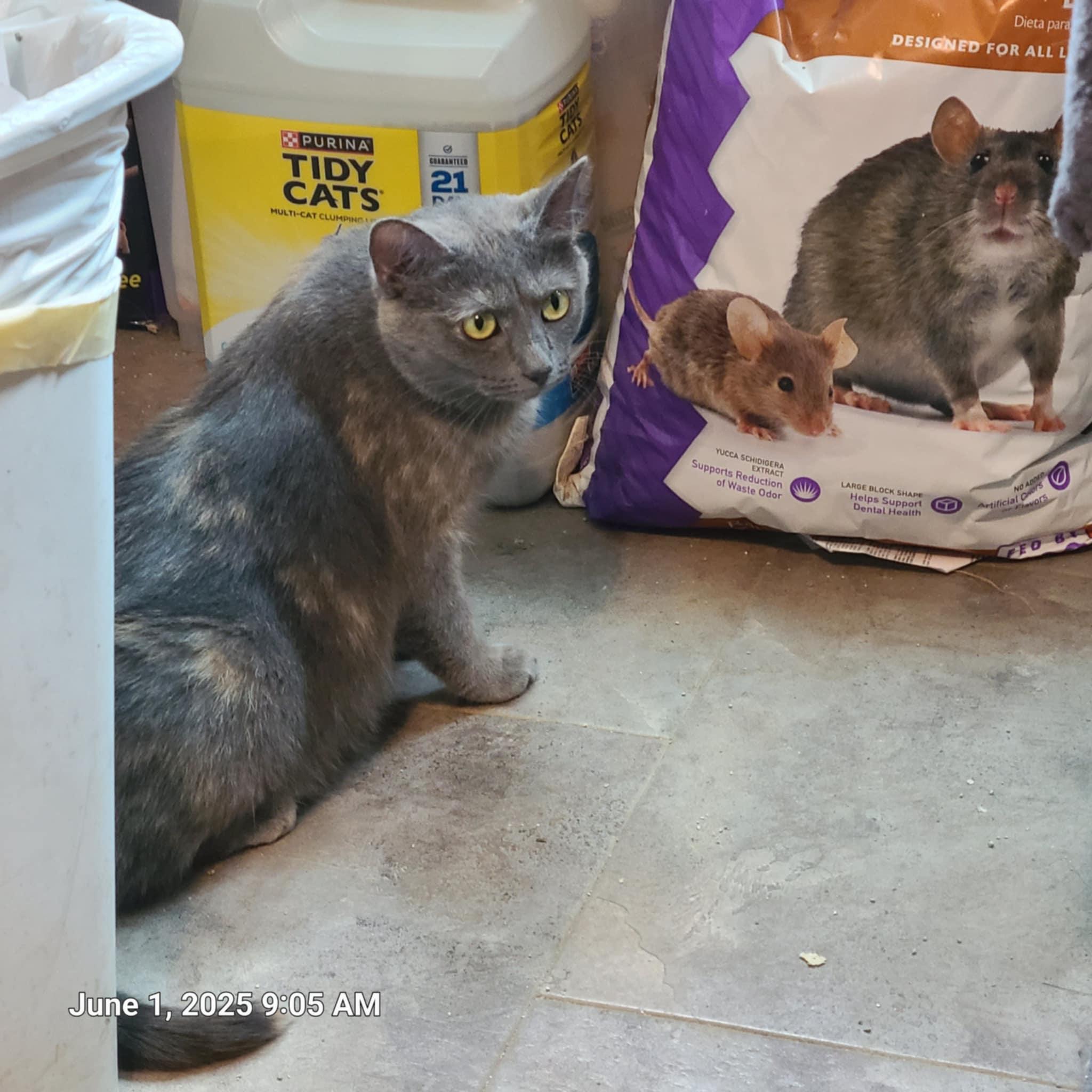 Lillie, a Adoptable Dilute Tortoiseshell in Waynetown, IN image 3/4