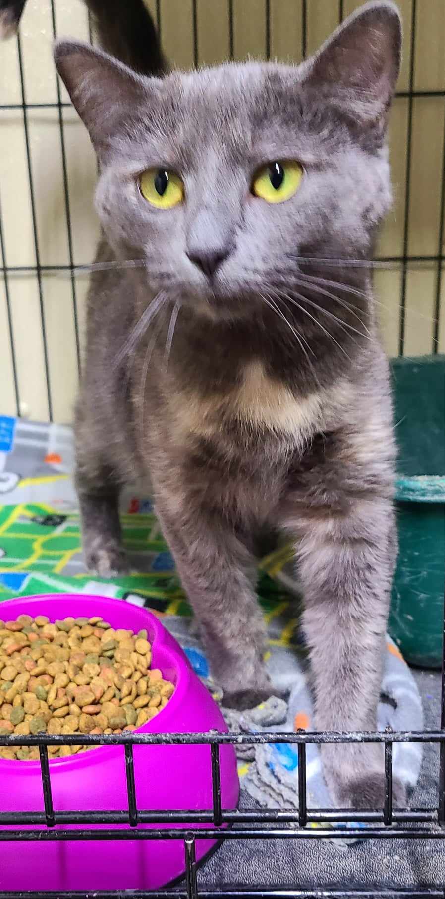 Lillie, a Adoptable Dilute Tortoiseshell in Waynetown, IN image 4/4