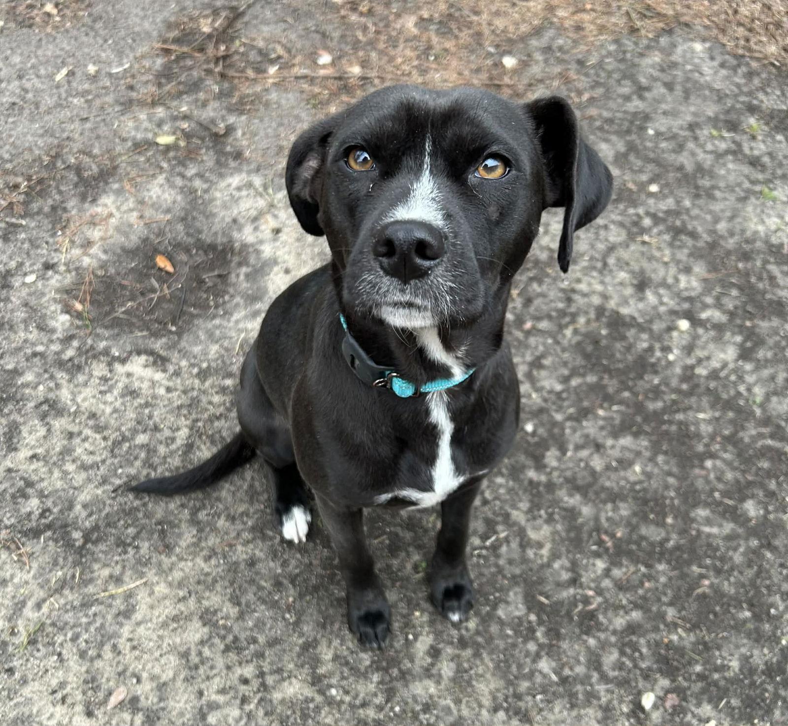 Kali, Adoptable, Adult Female Mixed Breed.