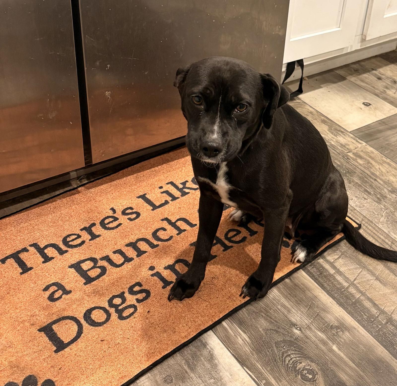 Jersey, Adoptable, Adult Female Mixed Breed.