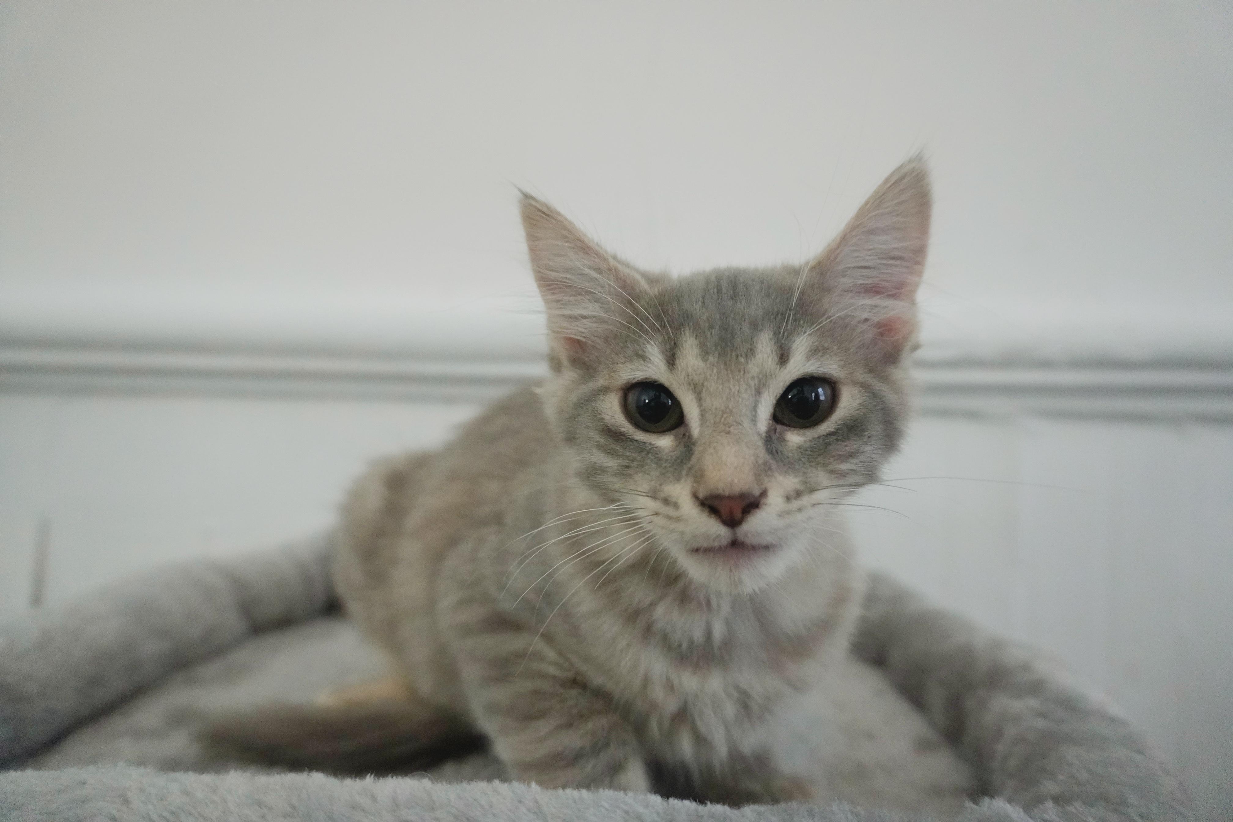 Enlarge Forbidden Applesauce Phoebe, a Adopted Domestic Short Hair in Elmsford, NY image 2/5