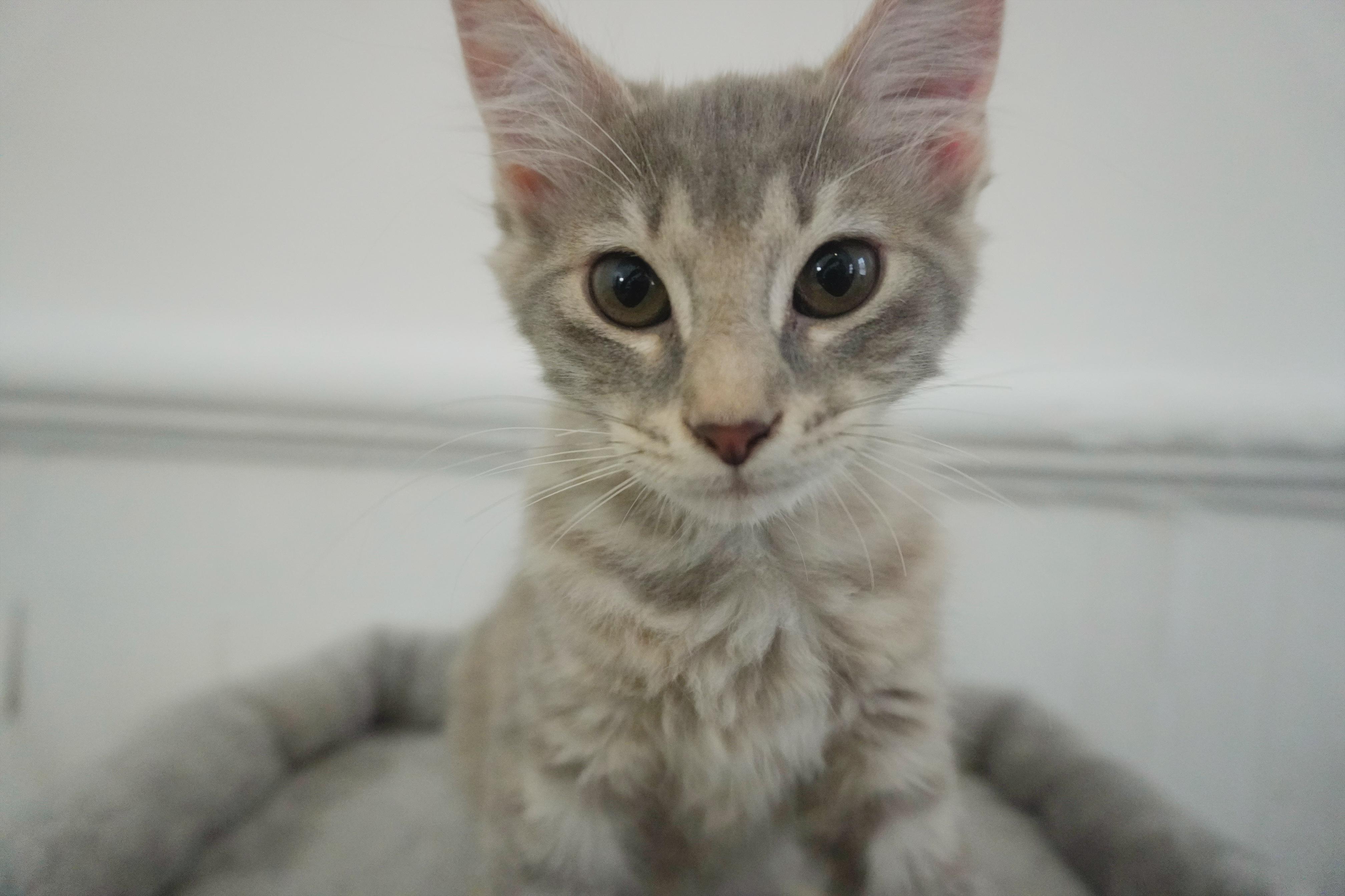 Enlarge Forbidden Applesauce Phoebe, a Adopted Domestic Short Hair in Elmsford, NY image 5/5