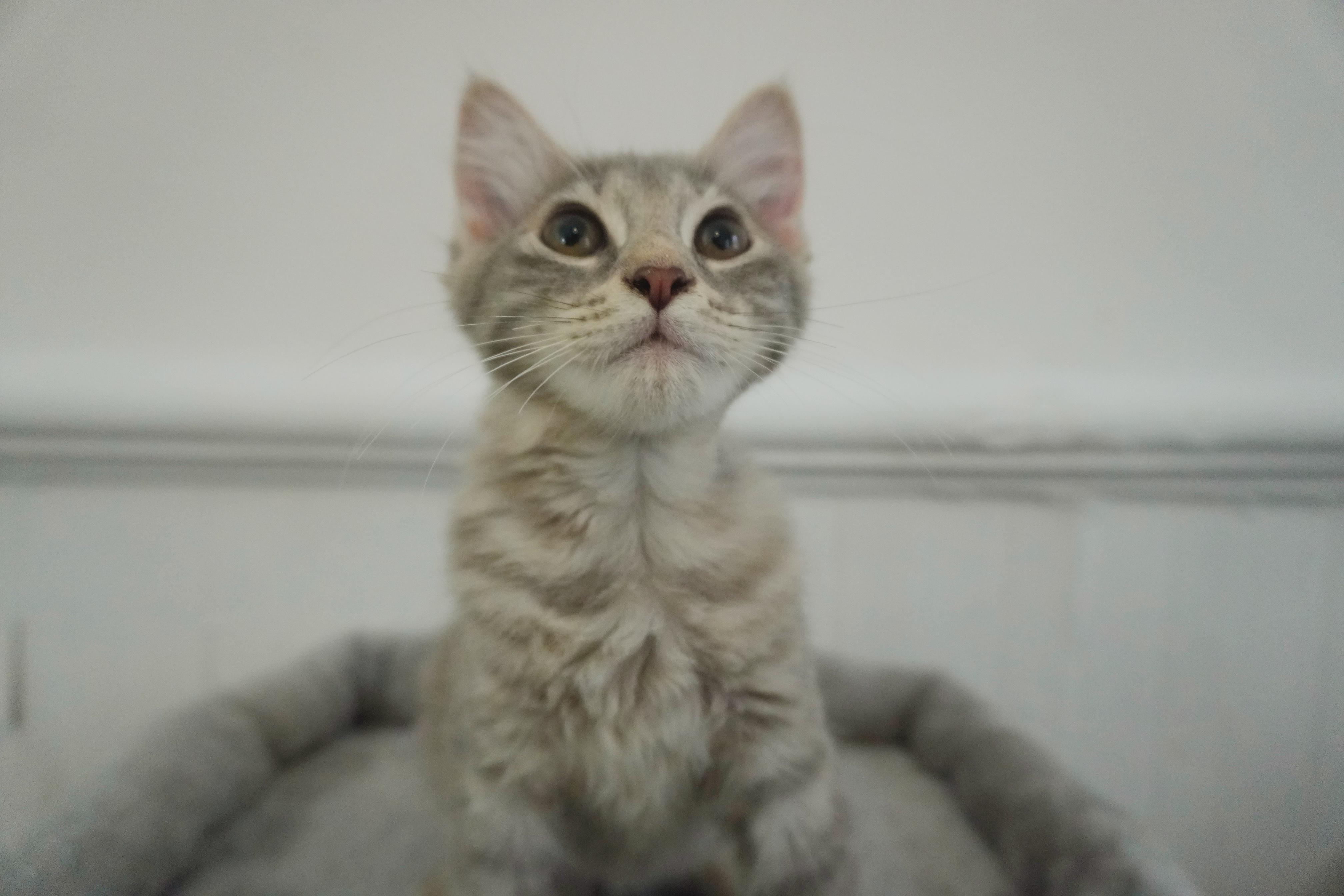 Enlarge Forbidden Applesauce Phoebe, a Adopted Domestic Short Hair in Elmsford, NY image 1/5