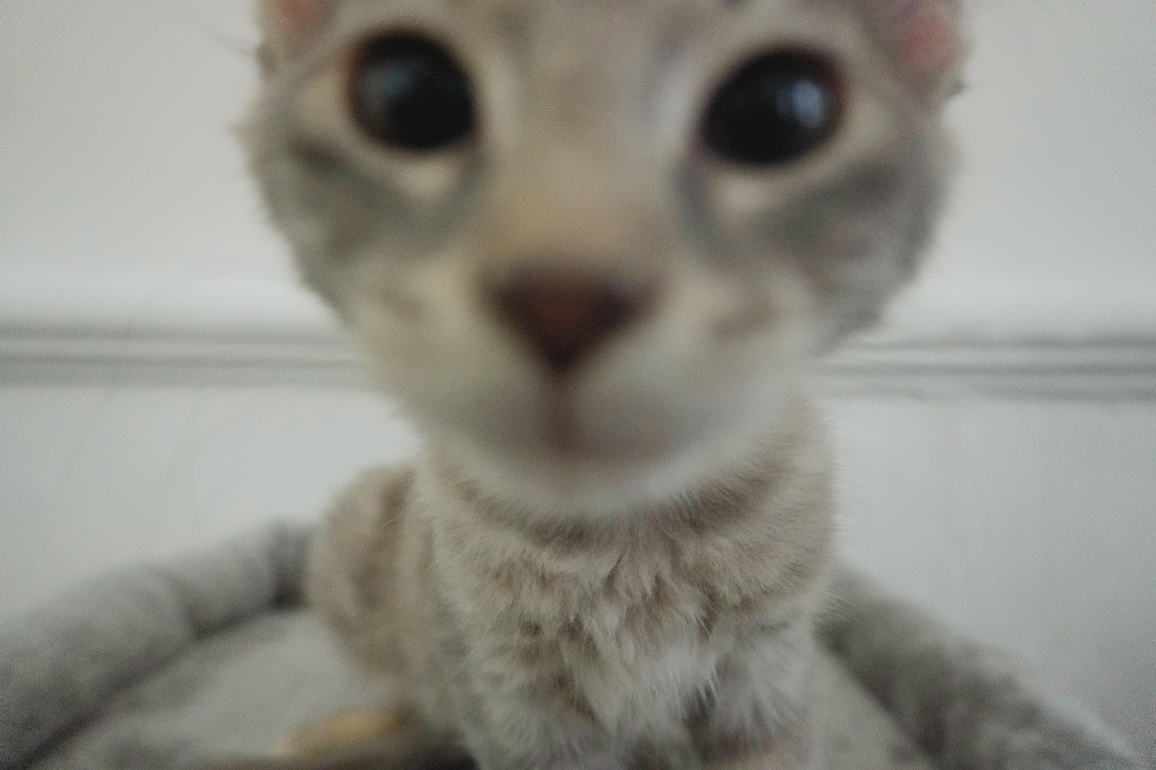 Enlarge Forbidden Applesauce Phoebe, a Adopted Domestic Short Hair in Elmsford, NY image 4/5