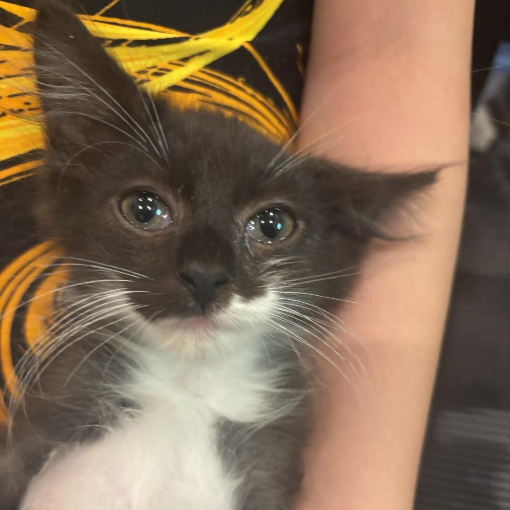 Enlarge Oatmeal, a Adoptable Domestic Long Hair in Richmond, VA image 2/6