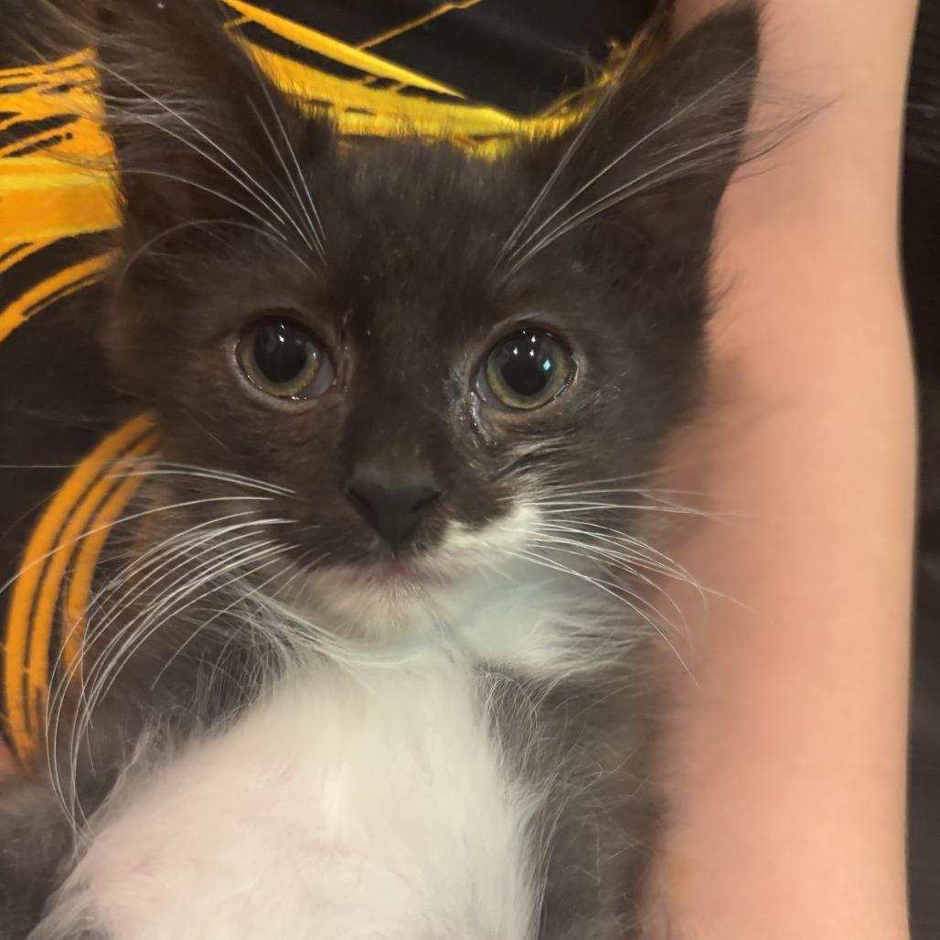 Enlarge Oatmeal, a Adoptable Domestic Long Hair in Richmond, VA image 4/6