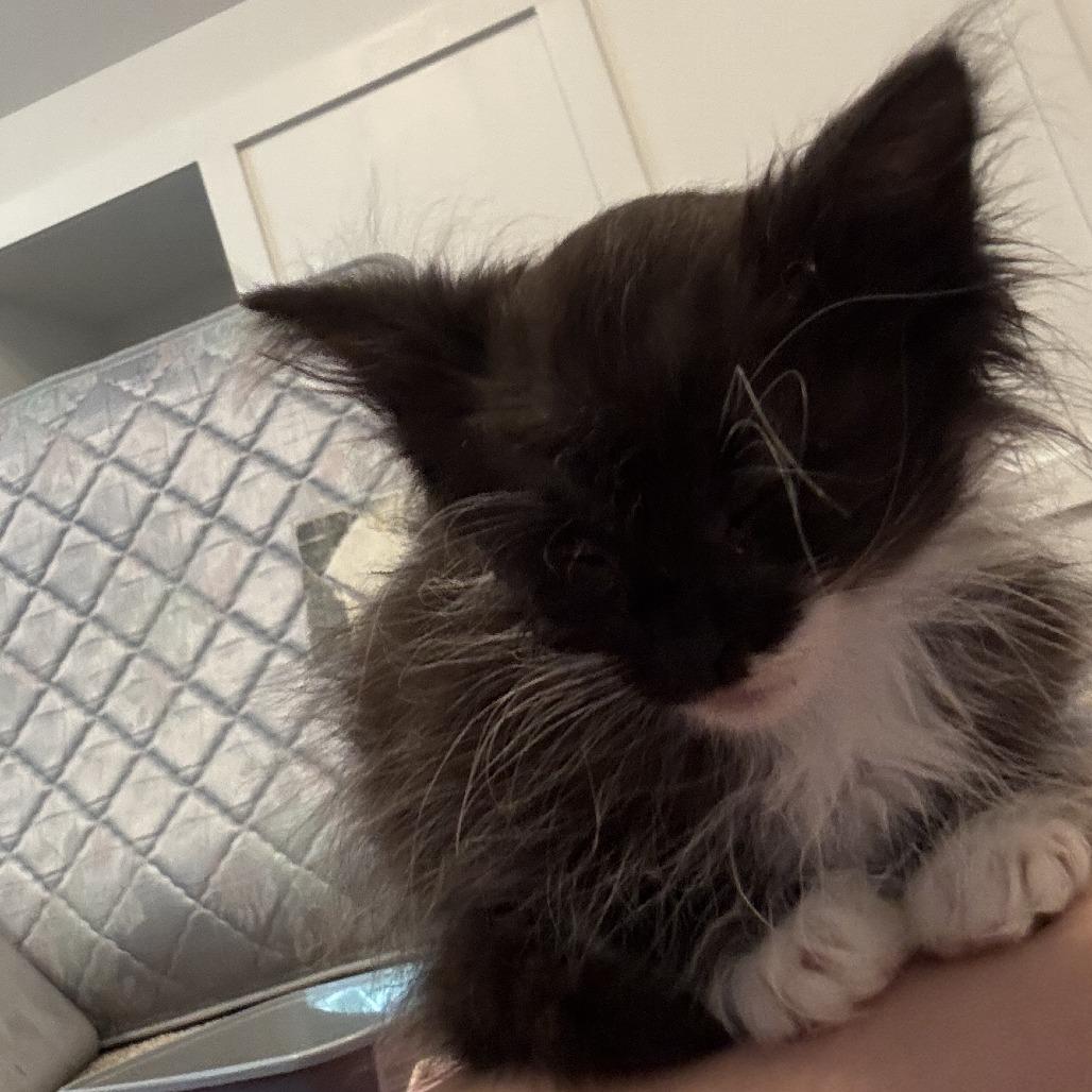 Enlarge Oatmeal, a Adoptable Domestic Long Hair in Richmond, VA image 5/6