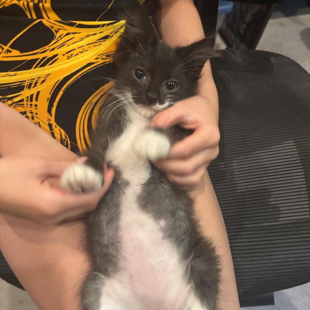 Enlarge Oatmeal, a Adoptable Domestic Long Hair in Richmond, VA image 6/6