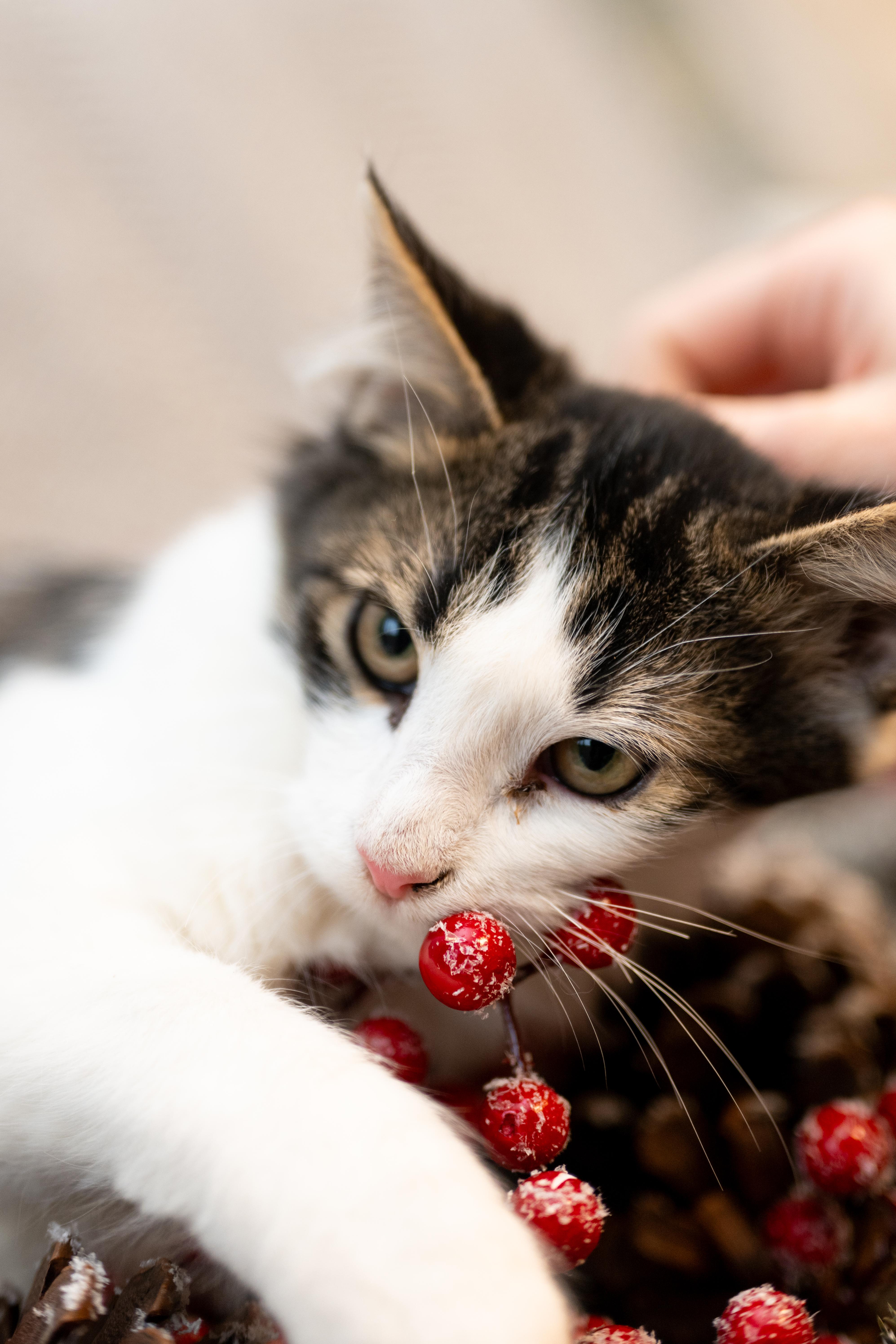 Totter, Young Male Domestic Medium Hair