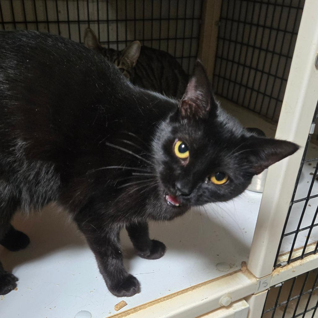 Enlarge Seance, a Adoptable Domestic Short Hair in Graham, TX image 1/3