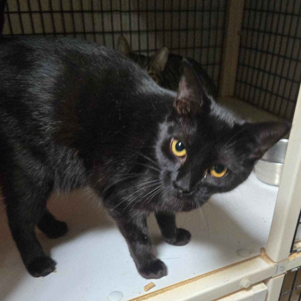 Enlarge Seance, a Adoptable Domestic Short Hair in Graham, TX image 2/3
