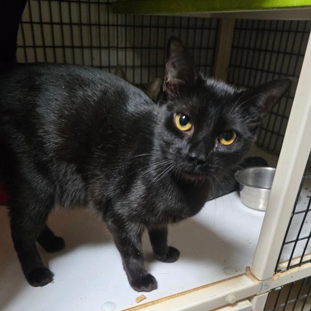 Enlarge Seance, a Adoptable Domestic Short Hair in Graham, TX image 3/3