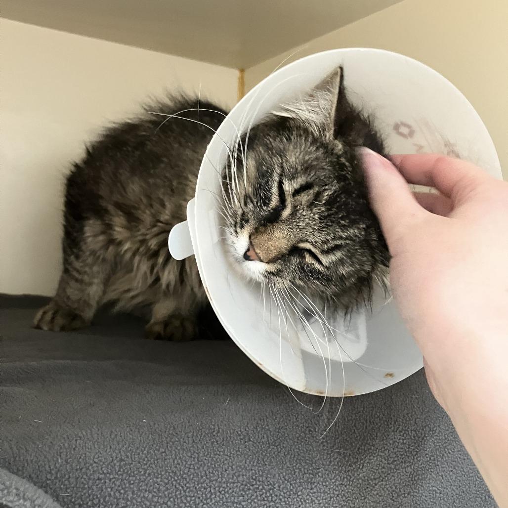Cherry Blossom, Adoptable, Adult Female Domestic Long Hair.
