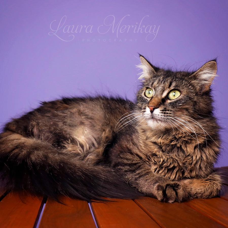 Enlarge Cherry Blossom, a Adoptable Domestic Long Hair in Idaho Falls, ID image 2/3