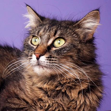 Enlarge Cherry Blossom, a Adoptable Domestic Long Hair in Idaho Falls, ID image 3/3