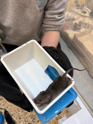 Texas, Adoptable, Adult Male Mouse.