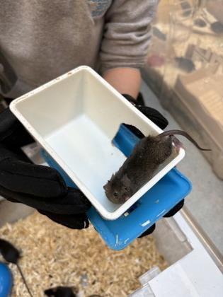 Texas, a Adoptable Mouse in Bellevue, WA image 2/2