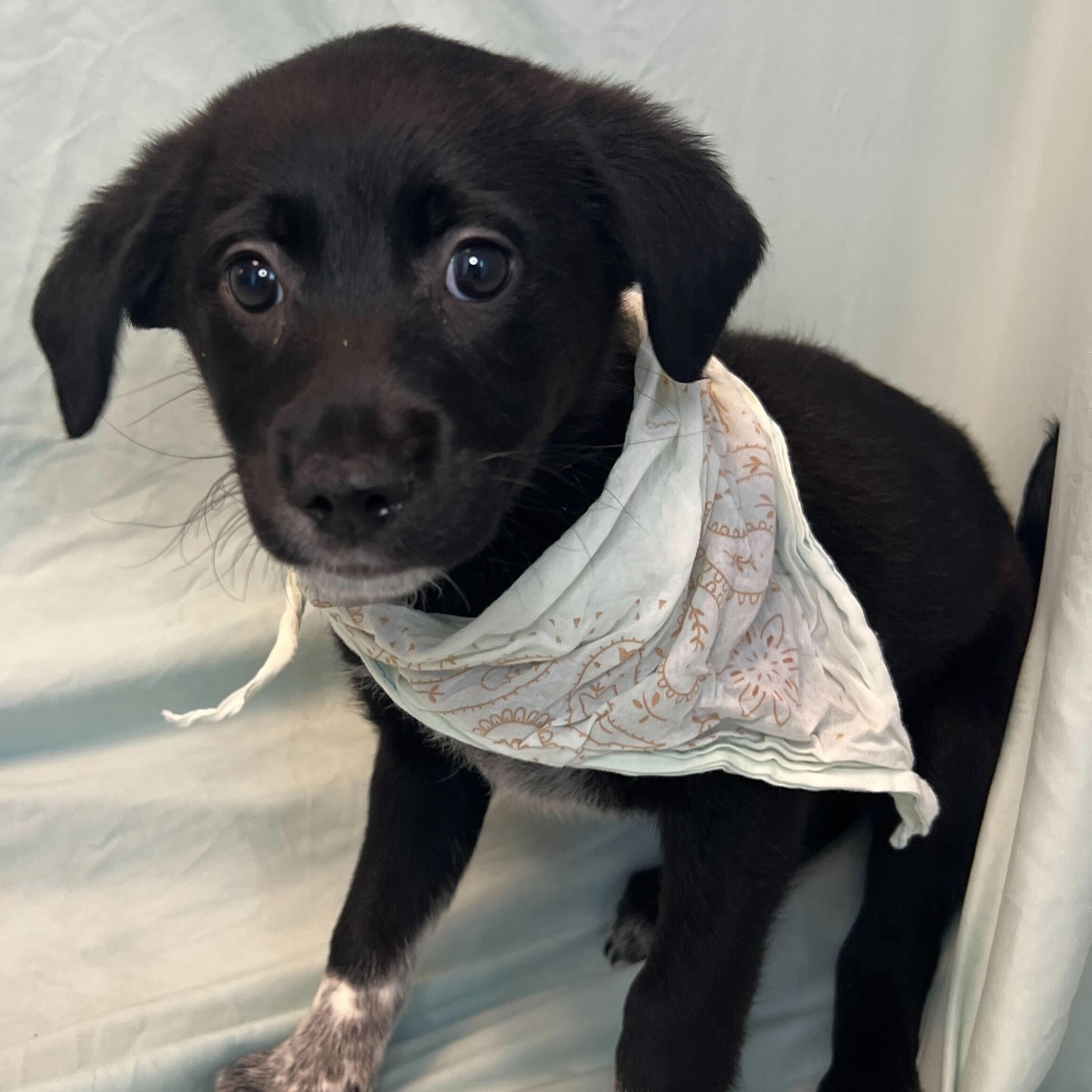 Swiss Roll, an adoptable Mixed Breed in Canal Winchester, OH image 1/2