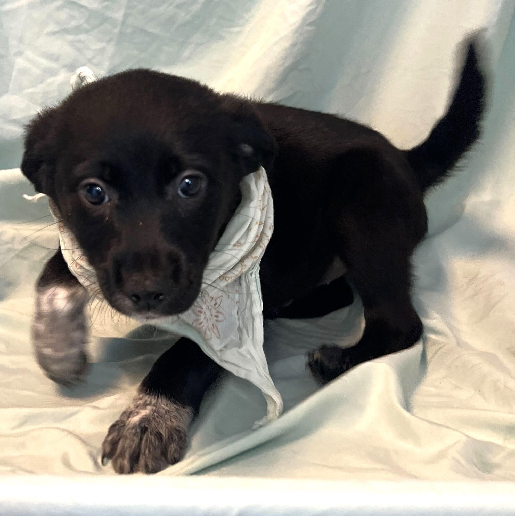 Swiss Roll, an adoptable Mixed Breed in Canal Winchester, OH image 2/2