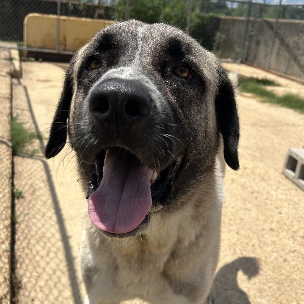 Duke, Adoptable, Young Male Anatolian Shepherd & Mixed Breed.