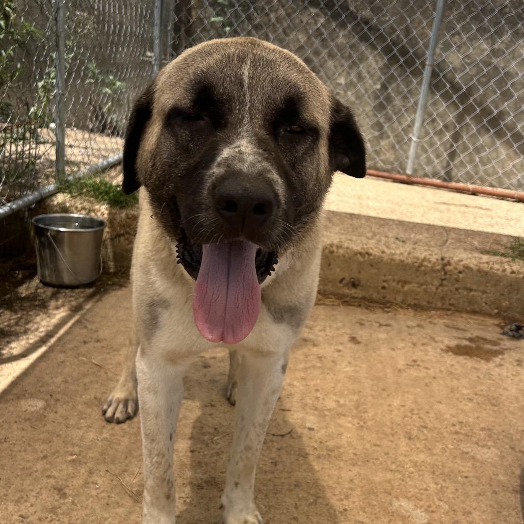 Duke, a Adoptable mixed breed in West Point, MS image 2/2