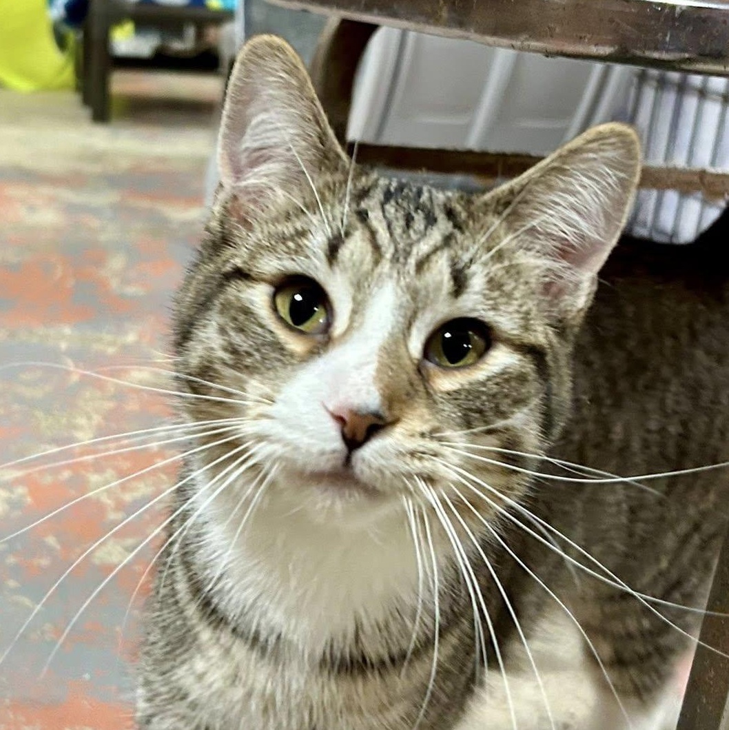 Enlarge Grumpy, a Adoptable Domestic Short Hair in Olean, NY image 1/1