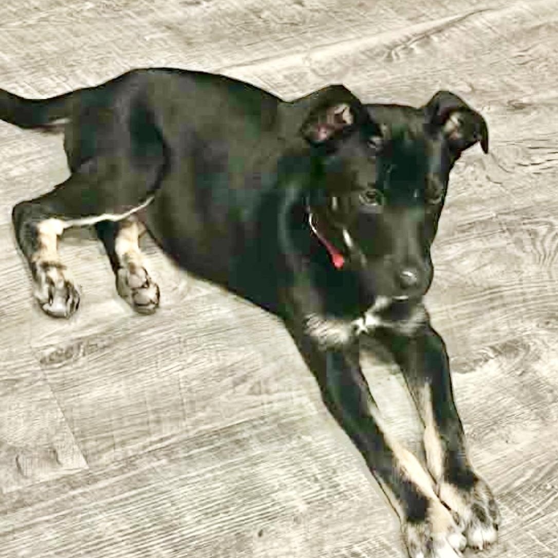 Enlarge Reggie, a Adoptable mixed breed in Tacoma, WA image 5/6