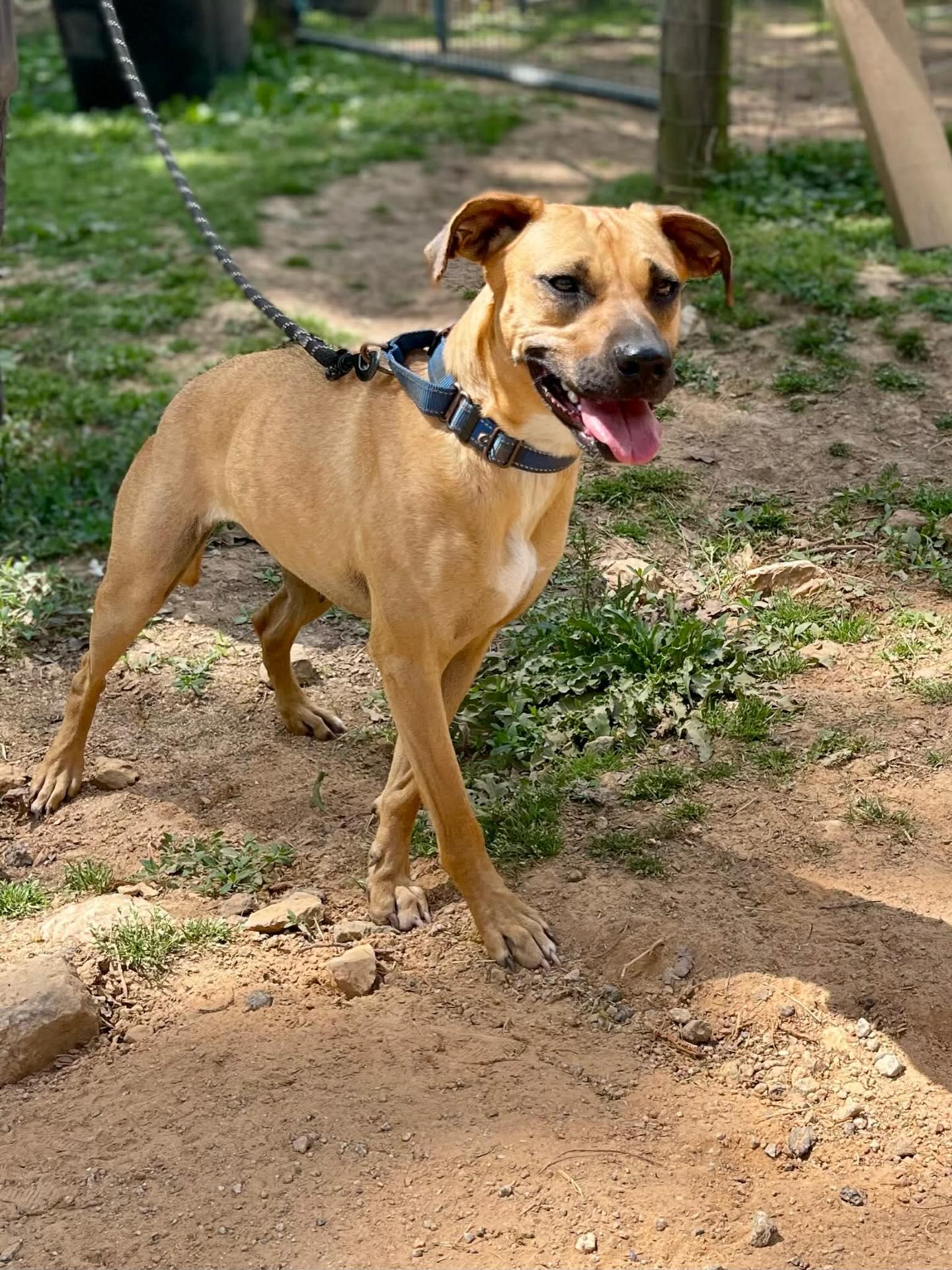 Enlarge Birdie, a ADOPTABLE Mixed Breed in St. Albans, VT image 5/6