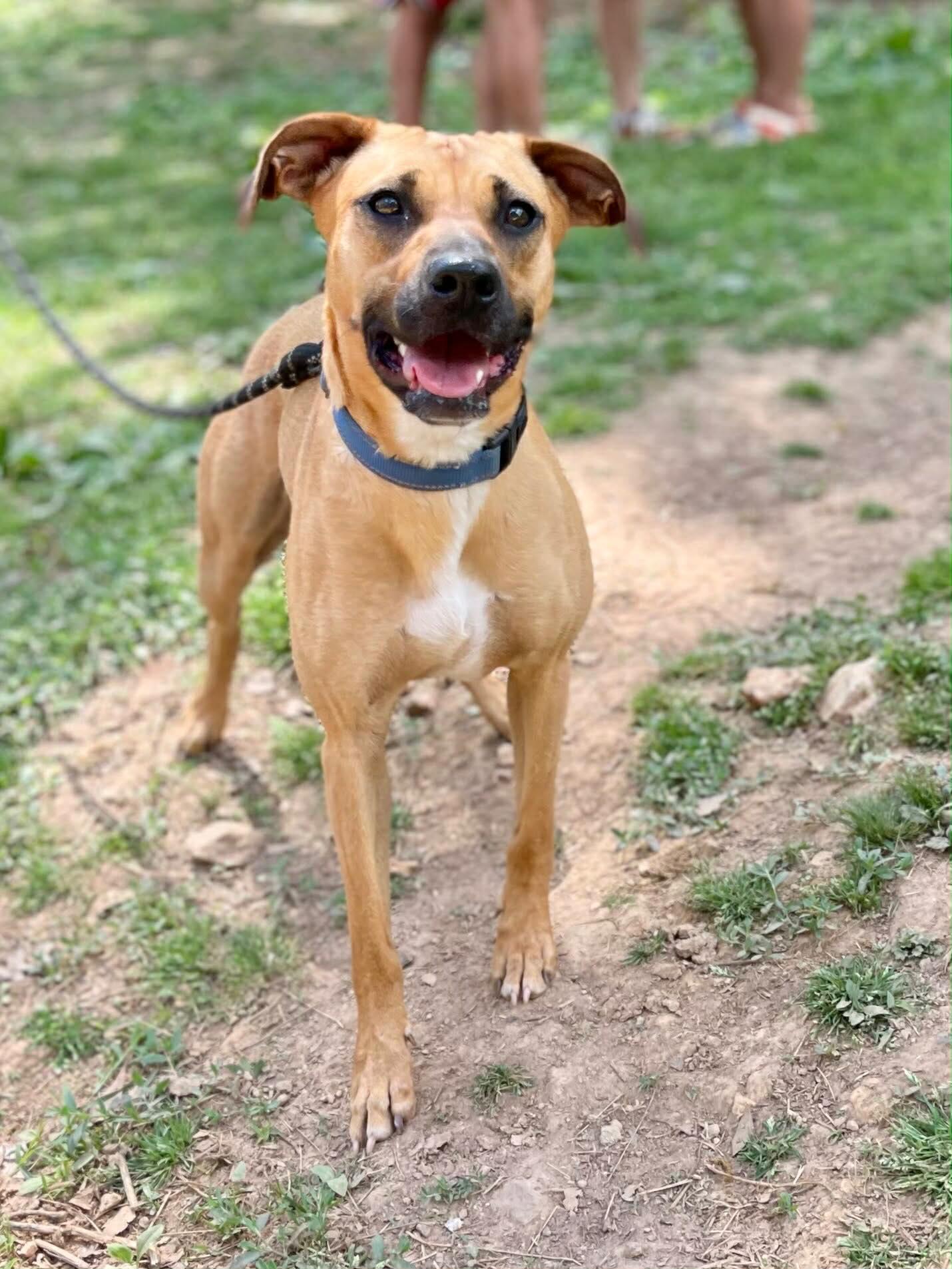 Enlarge Birdie, a ADOPTABLE Mixed Breed in St. Albans, VT image 6/6