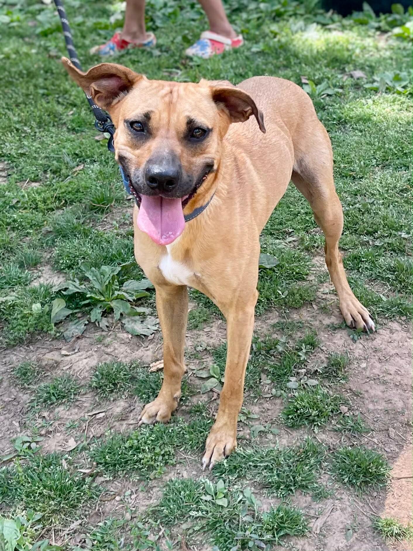 Enlarge Birdie, a ADOPTABLE Mixed Breed in St. Albans, VT image 2/6