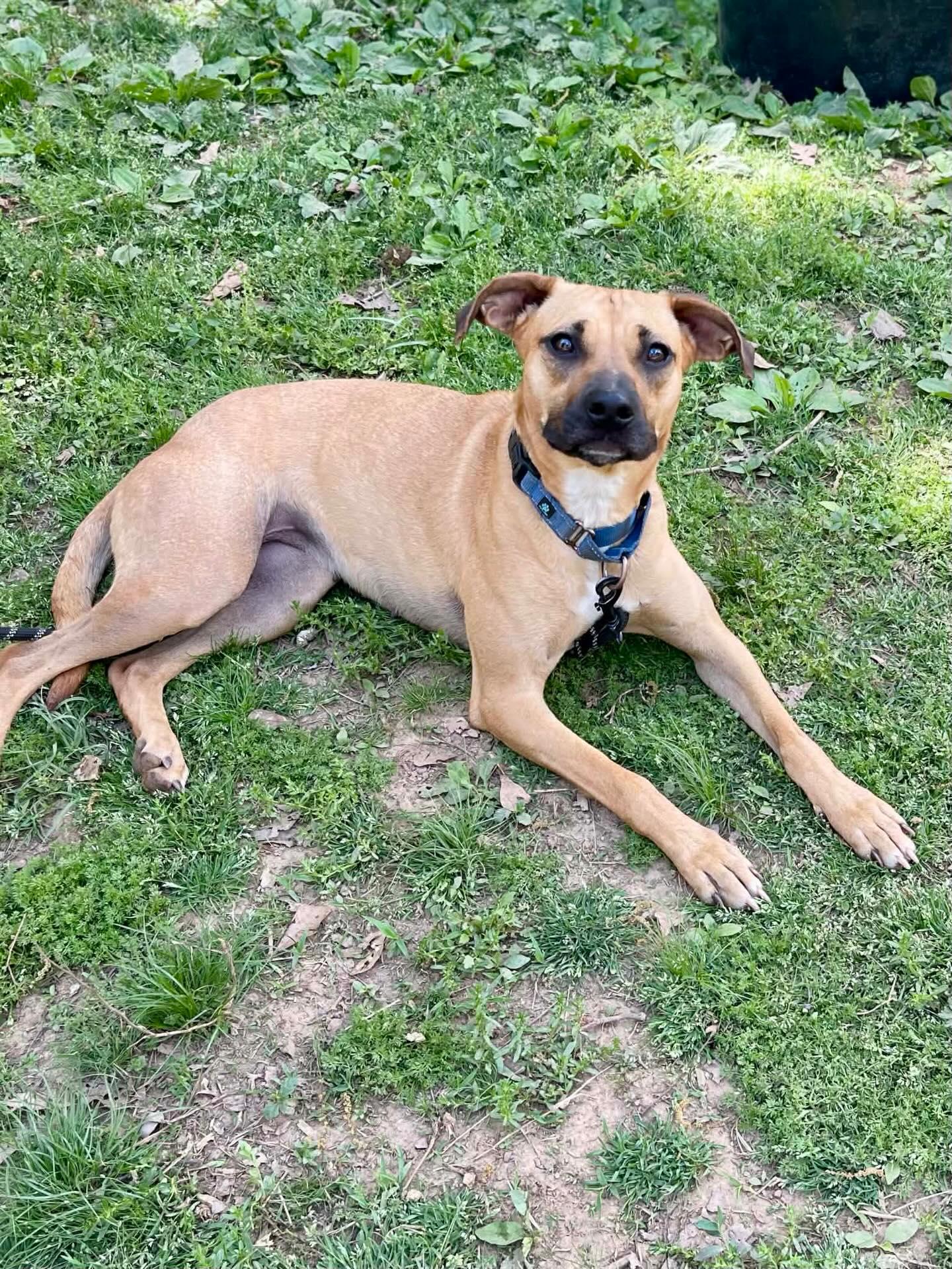 Birdie, ADOPTABLE, Adult Female Mixed Breed.