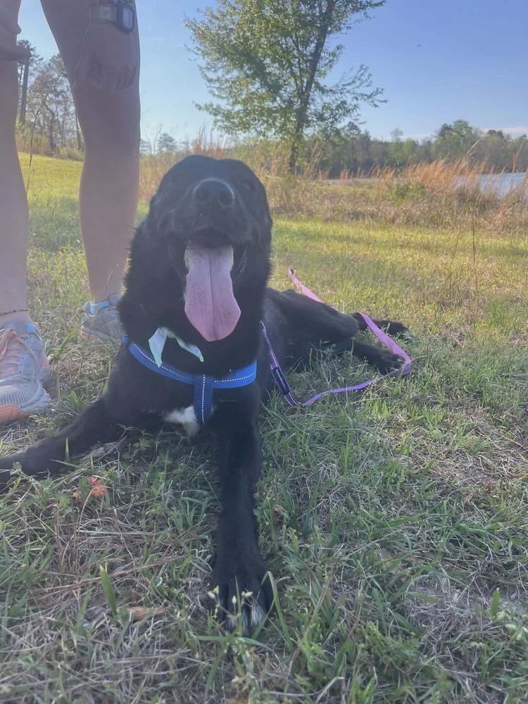 Maple, a Adoptable Labrador Retriever in Troy, AL image 1/6